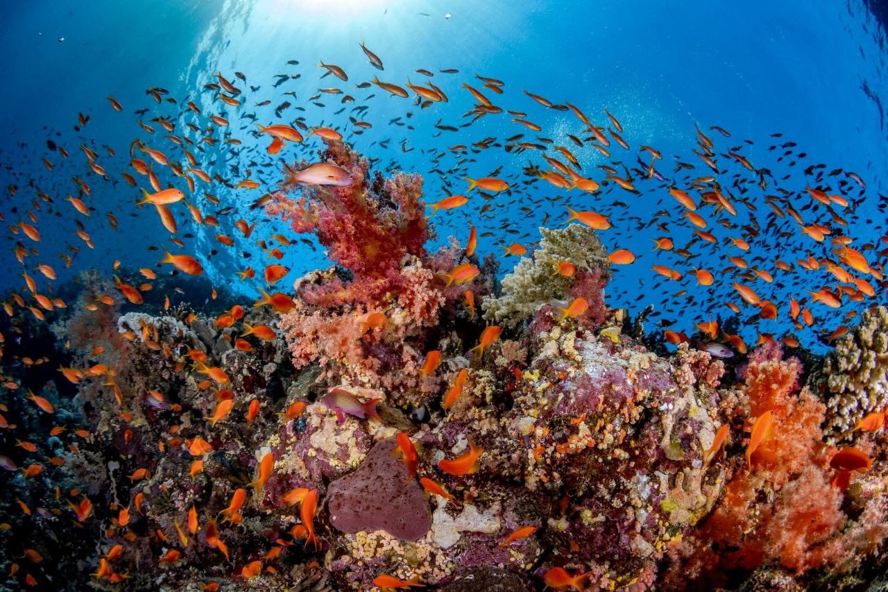 🌴 Розкішний релакс у серці Червоного моря від 77 674 грн.